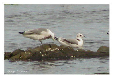 Mouette tridactyle