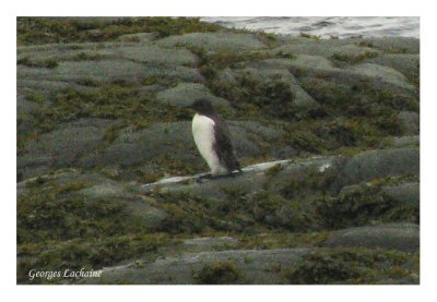 Guillemot marmette, Sainte-Anne-des-Monts