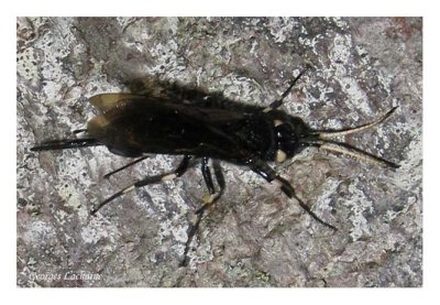 Sainte-Anne-des-Monts (Insecte mystre dans un sentier)