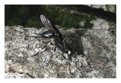 Sainte-Anne-des-Monts (Insecte mystre dans un sentier)