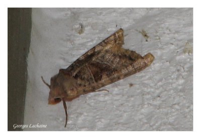 8397 - Palthis angulalis - Arlequin de l'épinette