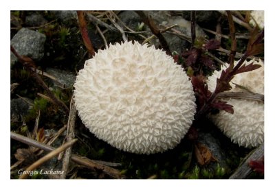 Lycoperdon marginatum - Vesse-de-loup margine