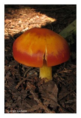 Rivire-du-Loup (Hygrophore)