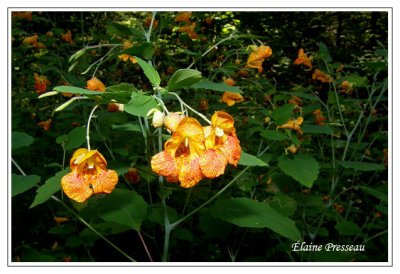 Impatiens du Cap