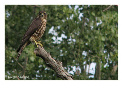 Faucon mrillon - Merlin - Falco columbarius (Laval Qubec)