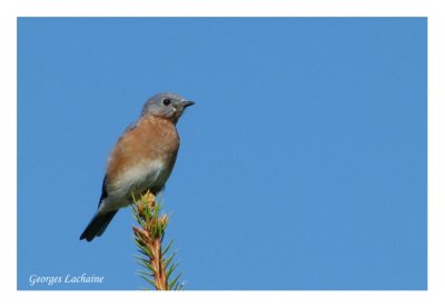 Merlebleu de l'Est - Eastern Bluebird - Sialia sialis (Laval Qubec)