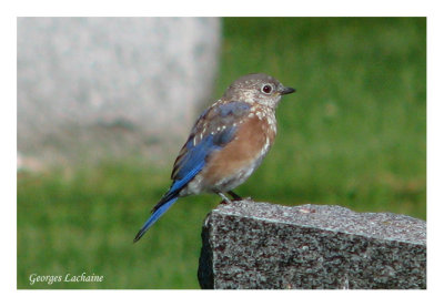 Merlebleu de l'Est - Eastern Bluebird - Sialia sialis (Laval Qubec)