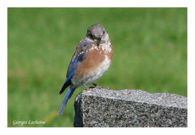 Merlebleu de l'Est - Eastern Bluebird - Sialia sialis (Laval Qubec)