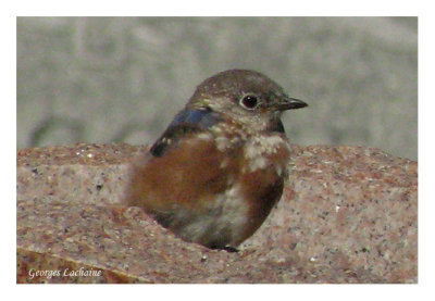 Merlebleu de l'Est - Eastern Bluebird - Sialia sialis (Laval Qubec)