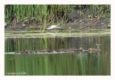 Petite famille de Sarcelle  ailes bleues (Laval Qubec)