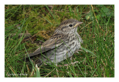 Bruant familier - Chipping Sparrow - Spizella passerina (jeune) (Laval Qubec)