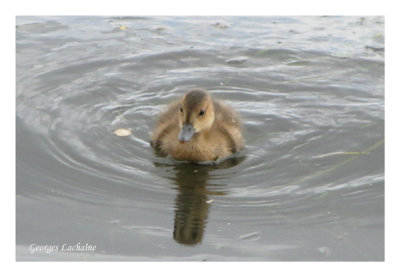 Jeune Canard d'Amrique (Laval Qubec)