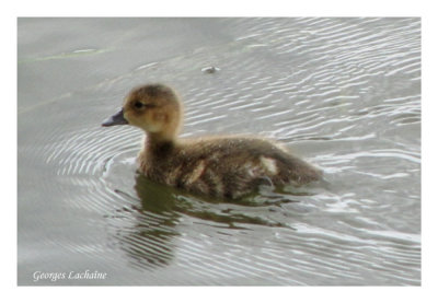 Jeune Canard d'Amrique (Laval Qubec)