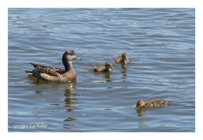 Famille de Canard d'Amérique