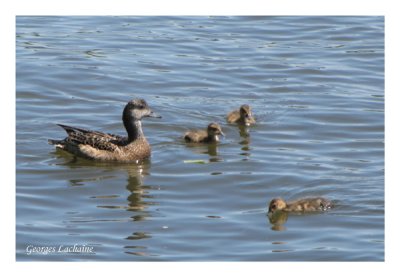 Famille de Canard d'Amrique