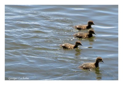 Jeunes Canards d'Amrique (Laval Qubec)