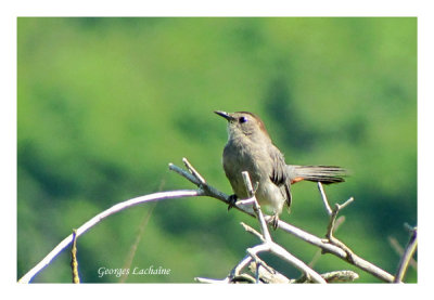 Moqueur chat - Gray Catbird - Dumetella carolimensis (Laval Qubec)