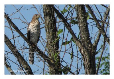 Epervier de Cooper - Cooper's Hawk - Accipiter cooperii (Laval Qubec)