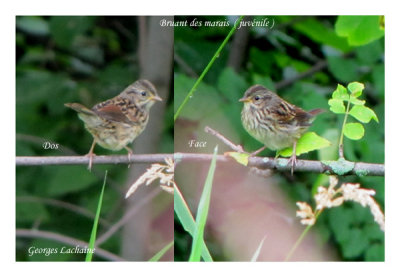 Bruant  des marais - Swamp Sparrow - Melospiza georgiana ( juvnile ) (Laval Qubec)