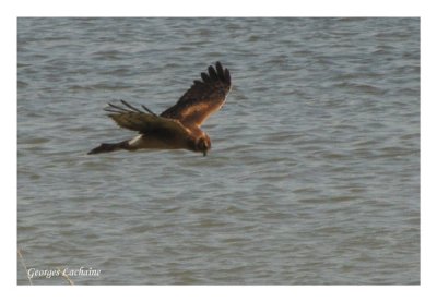 Busard Saint-Martin - Northern Harrier - Circus cyaneus (Laval Qubec)