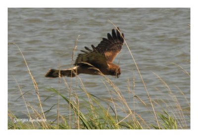 Busard Saint-Martin - Northern Harrier - Circus cyaneus (Laval Qubec)