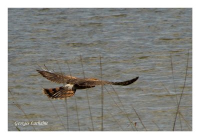 Busard Saint-Martin - Northern Harrier - Circus cyaneus (Laval Qubec)