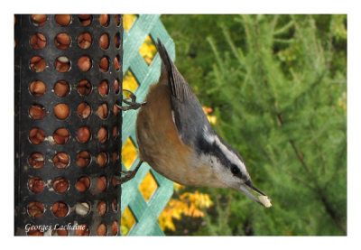 Sittelle  poitrine rousse - Red-breasted Nuthatch - Sitta canadensis (Laval Qubec)