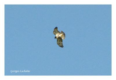 Buse  queue rousse - Red-tailed Hawk - Buteo jamaicensis (Laval Qubec)