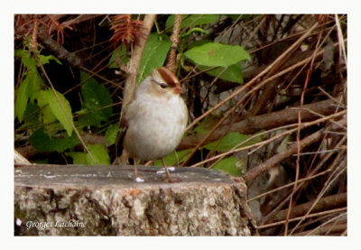 Bruant  couronne blanche - White-crowned Sparrow - Zonotrichia leucophrys (Laval Qubec)