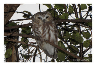 Petite Nyctale - Northern Saw-whet Owl - Aegolius acadicus (Laval Qubec)