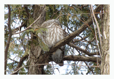 Nyctale de Tengmalm - Boreal owl - Aegolius funereus