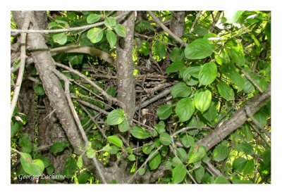 Nid de Moqueur polyglotte dans un buisson (Laval Qubec)