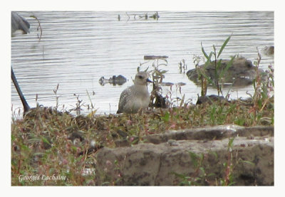 Pluvier argent - Black-bellied Plover - Pluvialis squatarola (Laval Qubec)