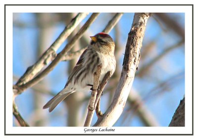 Tarin des pins - Pine Siskin	 - Carduelis pinus (Laval Qubec)