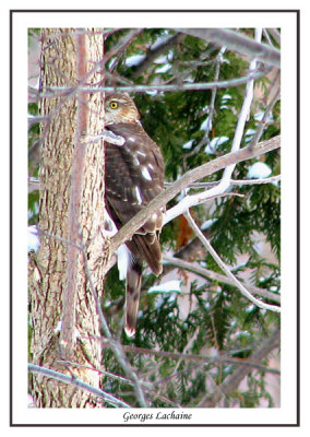 Epervier brun - Sharp-shinned Hawk - Accipiter striatus (Laval Qubec)