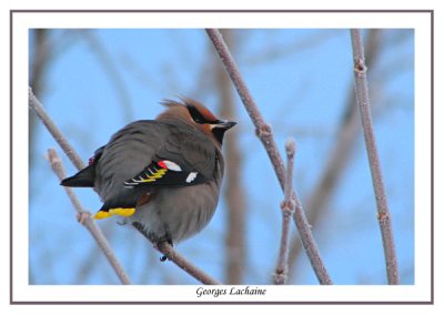Jaseur boral - Bohemian Waxwing - Bombycilla garrulus (Laval Qubec)