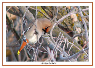 Jaseur boral - Bohemian Waxwing - Bombycilla garrulus (Laval Qubec)