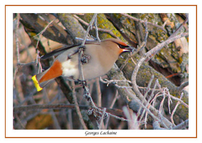 Jaseur boral - Bohemian Waxwing - Bombycilla garrulus (Laval Qubec)