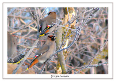 Jaseur boral - Bohemian Waxwing - Bombycilla garrulus (Laval Qubec)