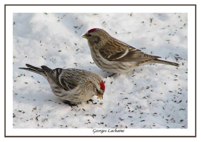 Sizerin blanchtre - Hoary Redpoll - Carduelis hornemanni (Laval Qubec)