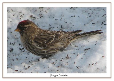 Sizerin flamm - Greater Common Redpoll - Carduelis flamme rostrataa (Laval Qubec)