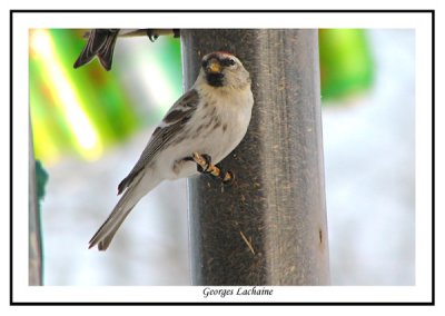 Sizerin blanchtre - Hoary Redpoll - Carduelis hornemanni (Laval Qubec)