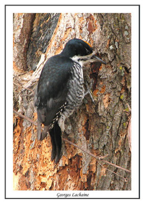 Pic  dos noir - Black-backed Woodpecker - Picoides arcticus (Laval Qubec)