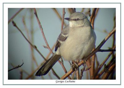 Moqueur polyglotte - Northern Mockingbird - Mimus polyglottos (Laval Qubec)