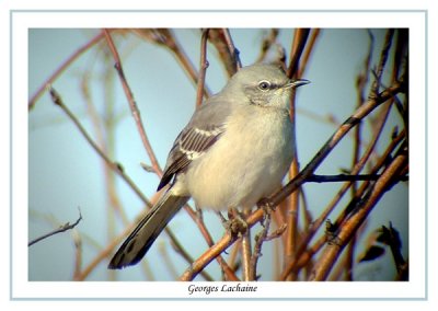 Moqueur polyglotte - Northern Mockingbird - Mimus polyglottos (Laval Qubec)