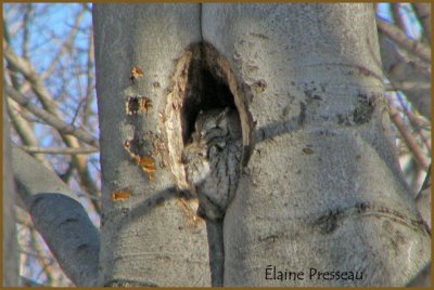 Petit-duc macul - Eastern Screech-Owl - Otus asio (Laval Qubec)