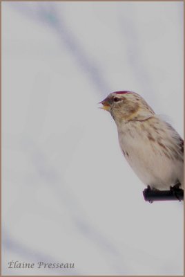 Sizerin blanchtre - Hoary Redpoll - Carduelis hornemanni (Laval Qubec)