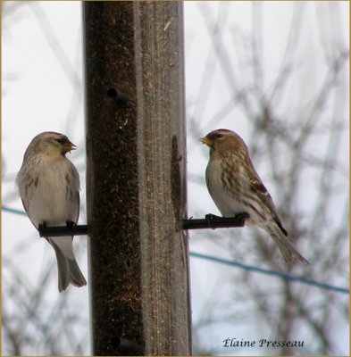 Sizerin blanchtre - Hoary Redpoll - Carduelis hornemanni (Laval Qubec)