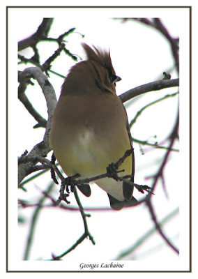  Jaseur d'Amrique - Cedar Waxwing -	Bombycilla cedrorum (Laval Qubec)