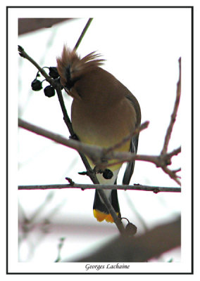  Jaseur d'Amrique - Cedar Waxwing -	Bombycilla cedrorum (Laval Qubec)